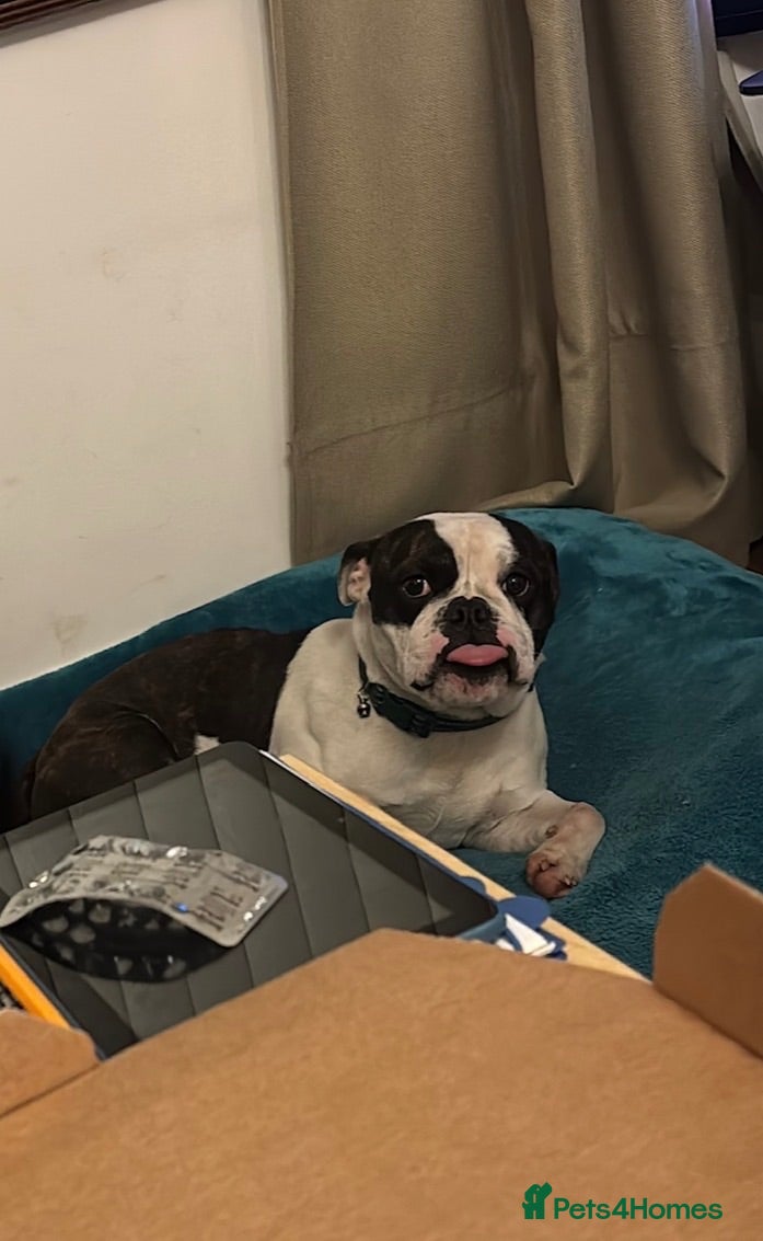 Mixed Breed dogs Over year old English bulldog mix Boston terrier  - Advert 1