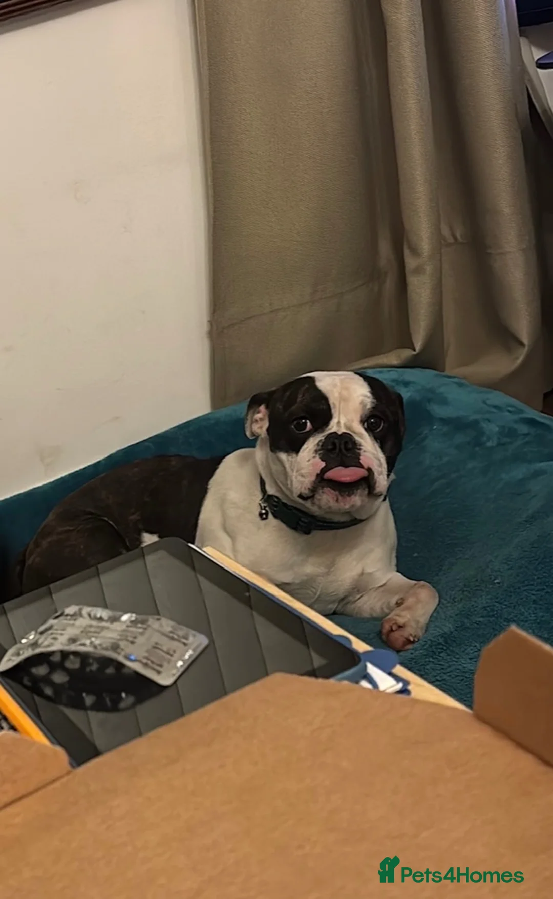 Mixed Breed dogs for sale: Over year old English bulldog mix Boston terrier  in Newry - Advert 1