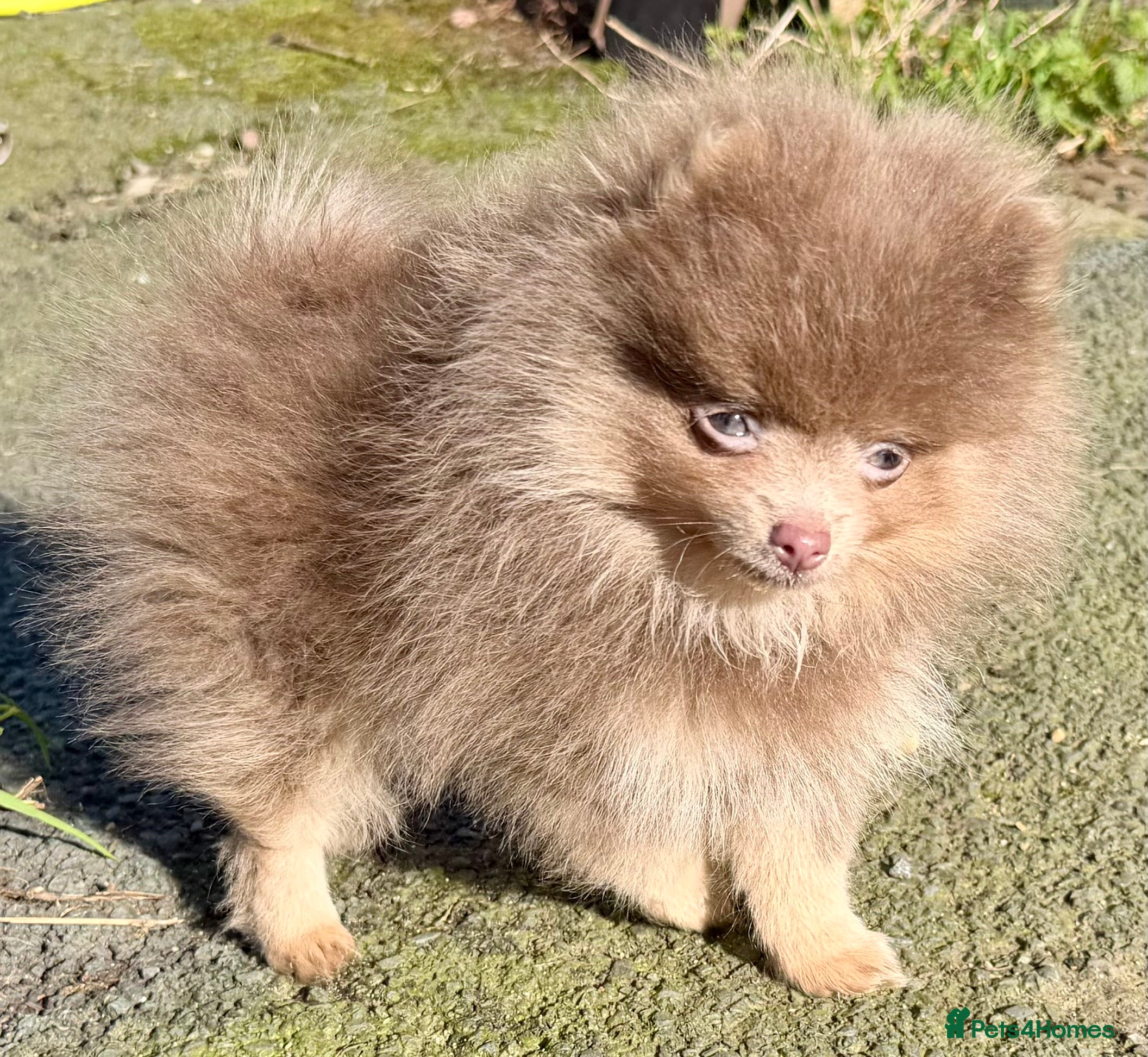 Pomeranian dogs Stunning fluffy Pomeranian pups lilac and tan  - Advert 2