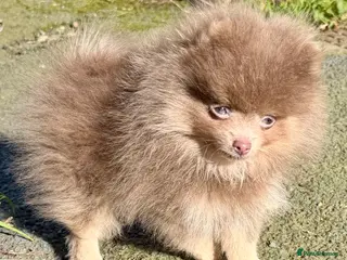 Pomeranian dogs Stunning fluffy Pomeranian pups lilac and tan - Advert 2