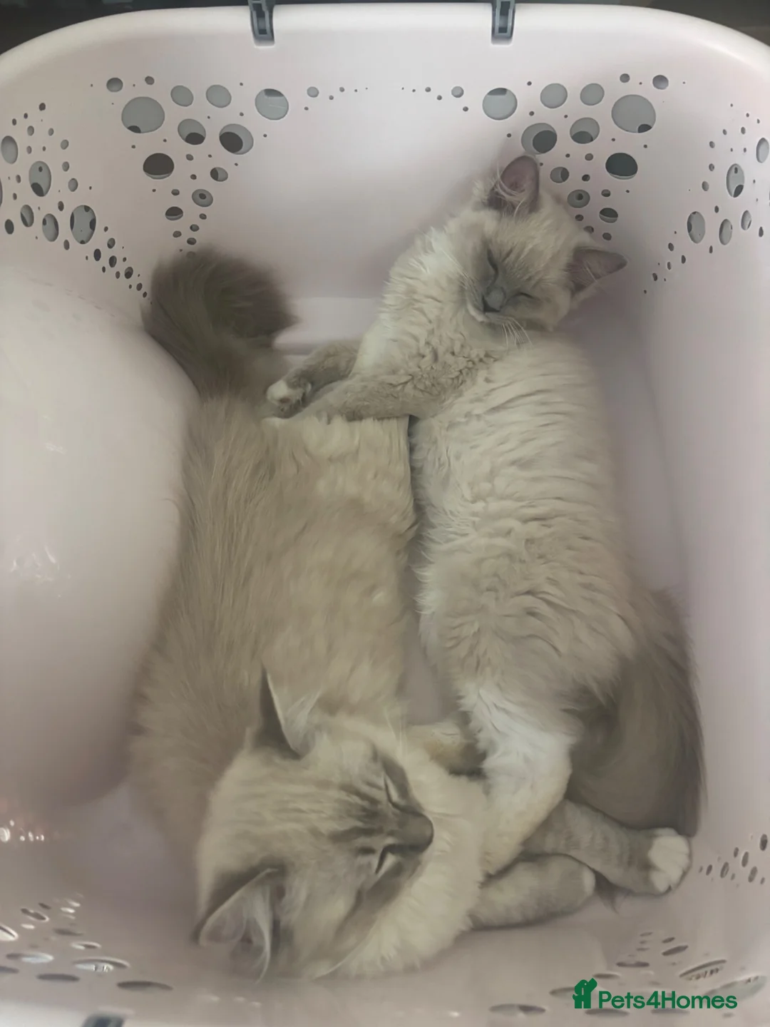 Ragdoll cats for sale: Gorgeous Blue Mink Girl Tica reg  - Advert 10