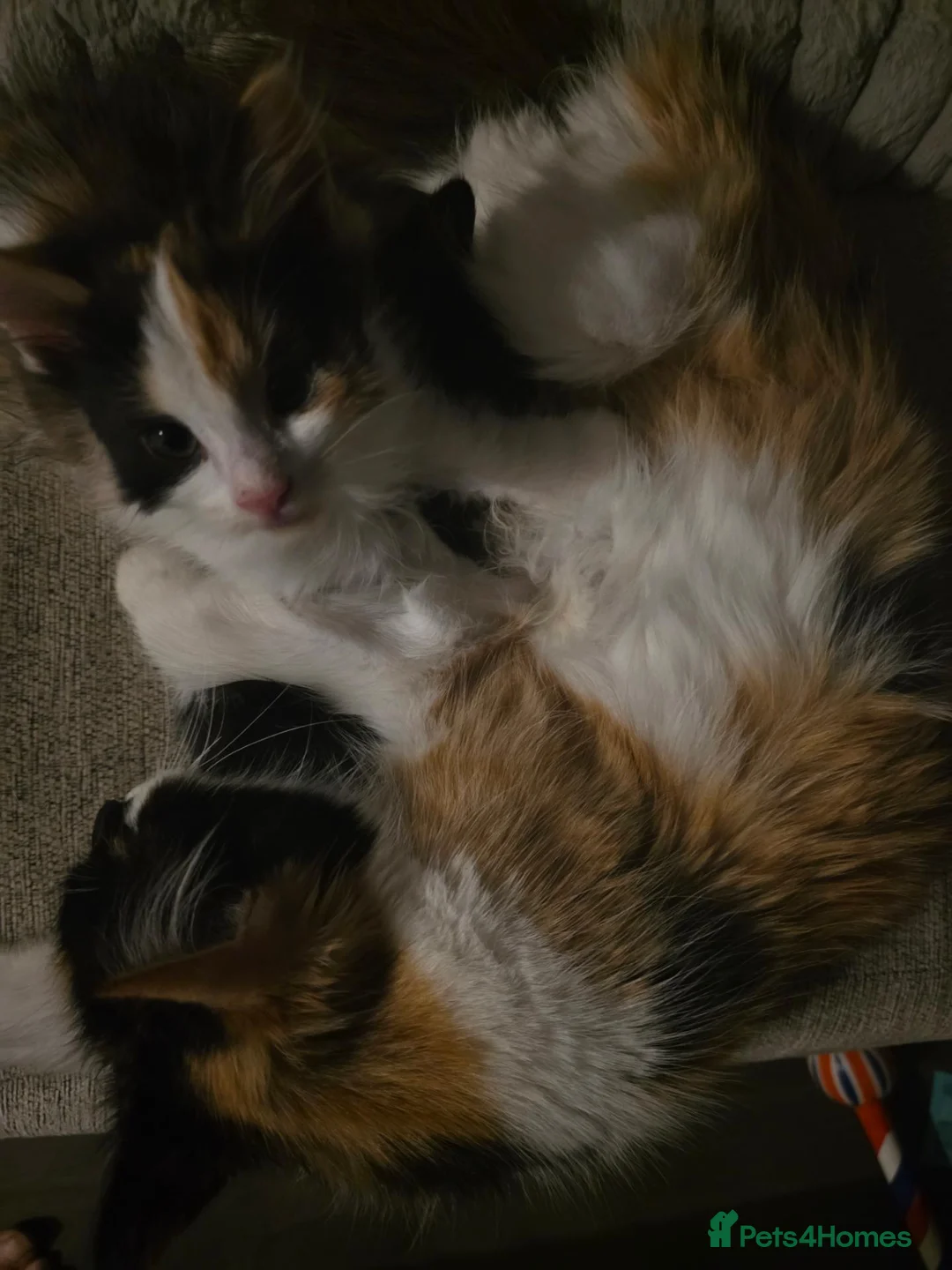 Mixed Breed cats for sale: 5 Adorable Kittens Ready To Go in A Few Days - Advert 2