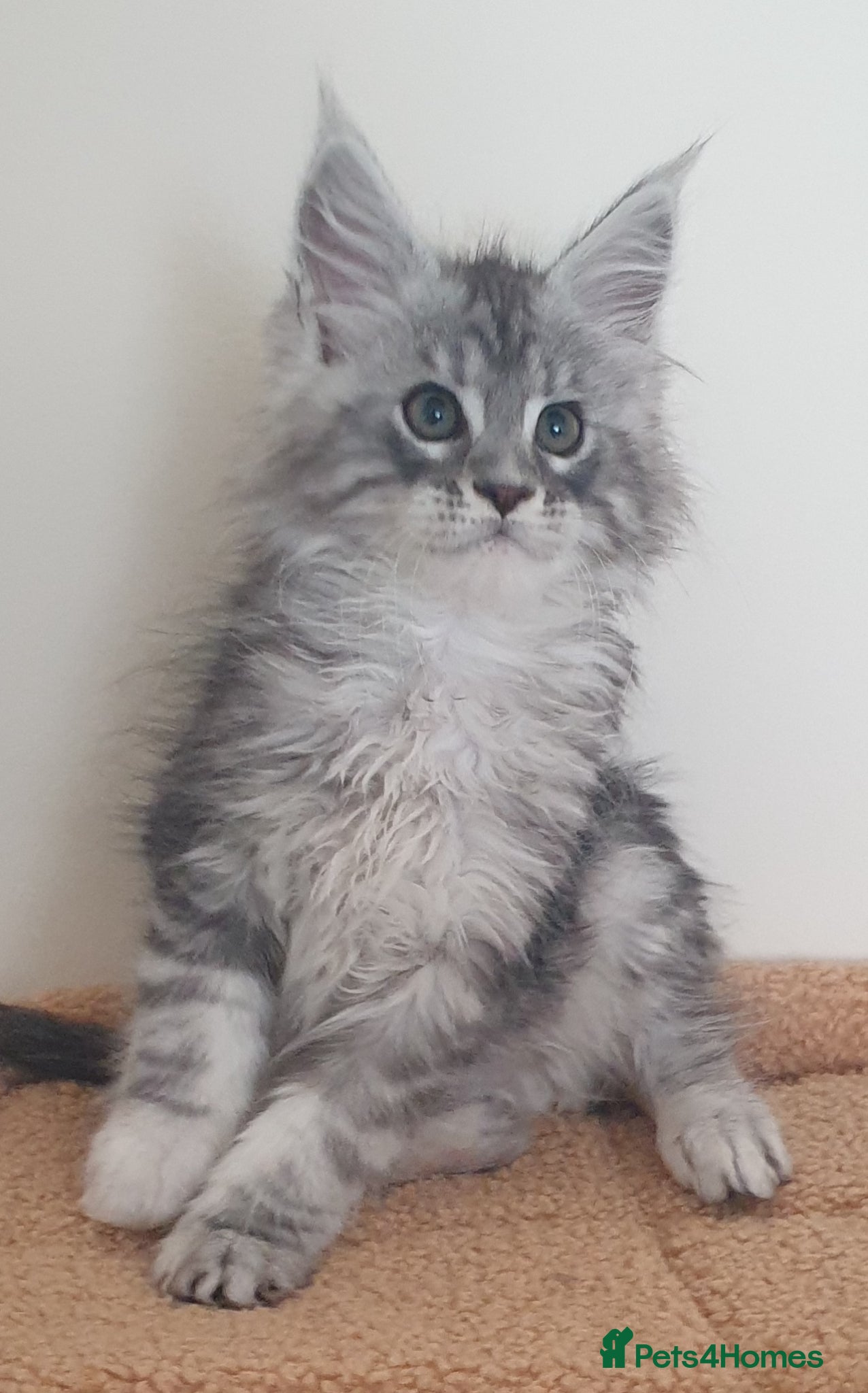 Maine Coon cats Tica registered Maine Coons  - Advert 12