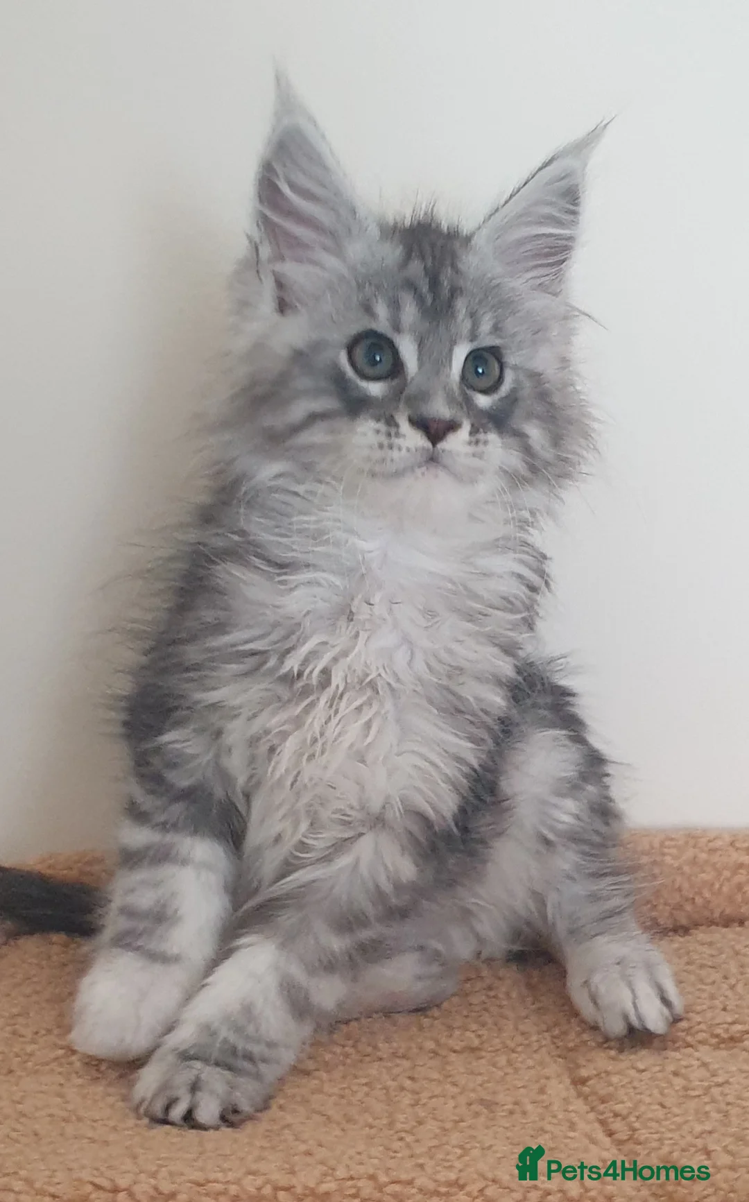 Maine Coon cats for sale: Tica registered Maine Coons  - Advert 1