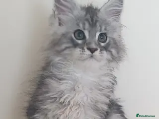 Maine Coon cats Tica registered Maine Coons - Advert 1