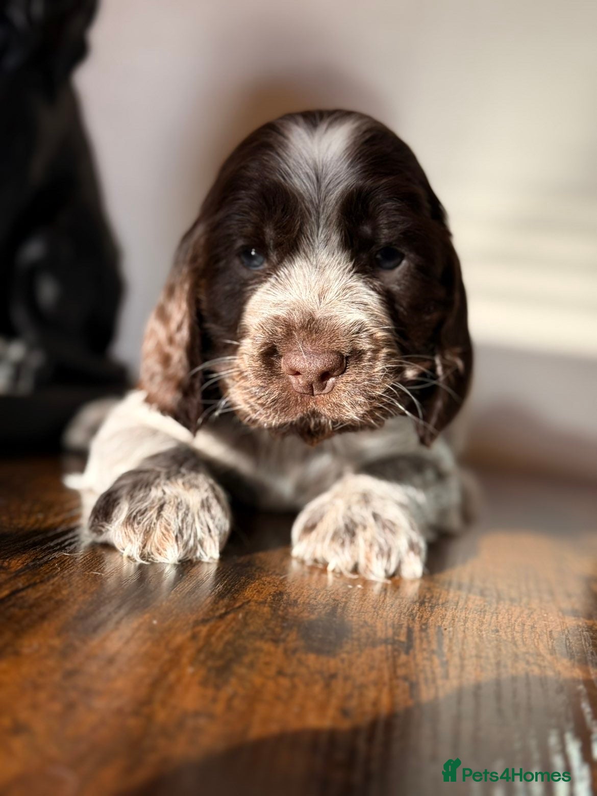 Cocker Spaniel dogs Show type cocker spaniels  - Advert 1