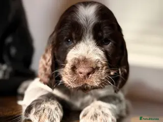 Cocker Spaniel dogs Show type cocker spaniels - Advert 1
