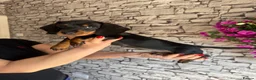 Dachshund dogs for sale: Standard Dachshund Puppy NOW READY TO LEAVE! 🐾 - Advert 4
