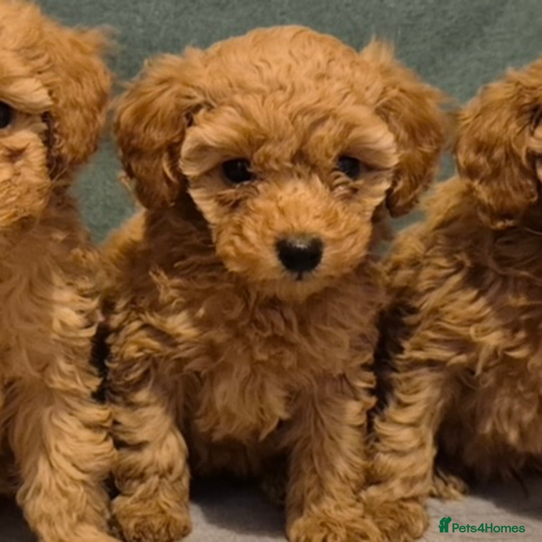 Toy Poodle dogs for sale: Beautiful Red Toy Poodles - Image 12
