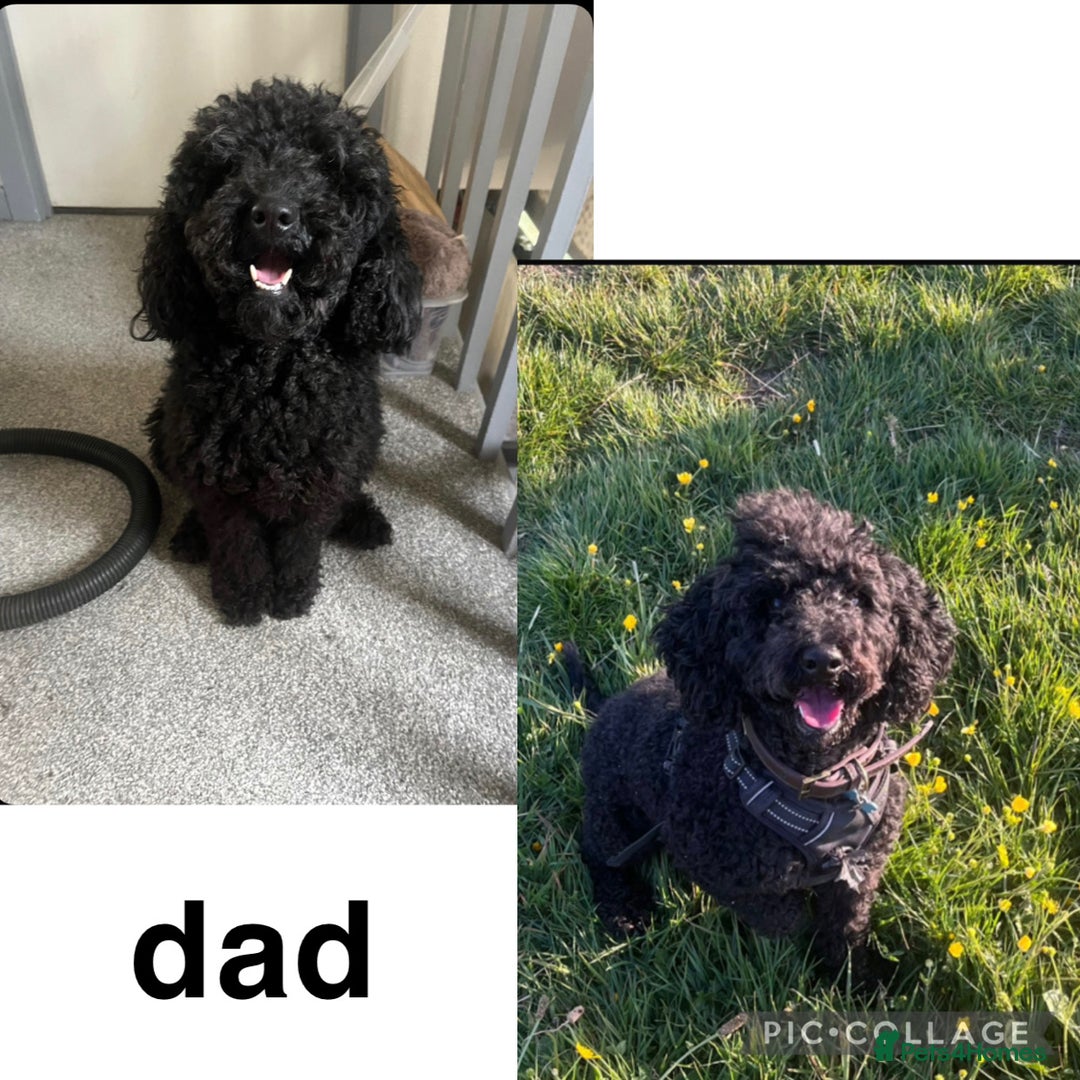 Cockapoo dogs for sale: 6 Beautiful Cockerpoo puppies for sale.  - Advert 2