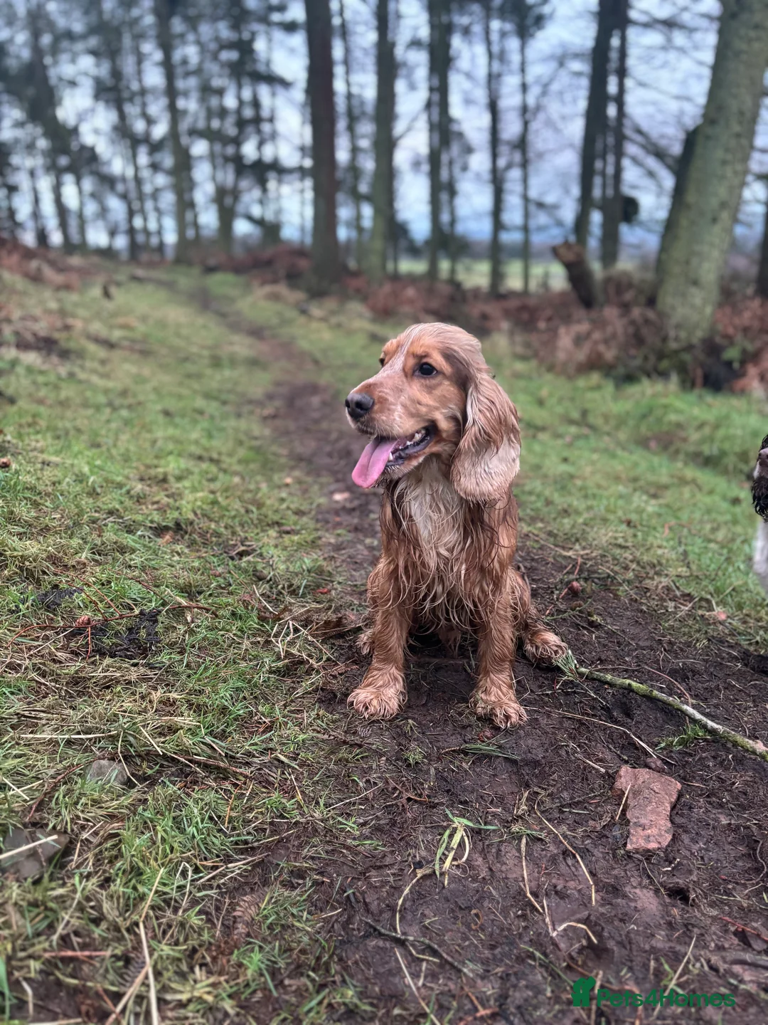 Cocker Spaniel dogs for stud: Fantastic Health tested Cocker Spainel  in Penrith - Advert 4