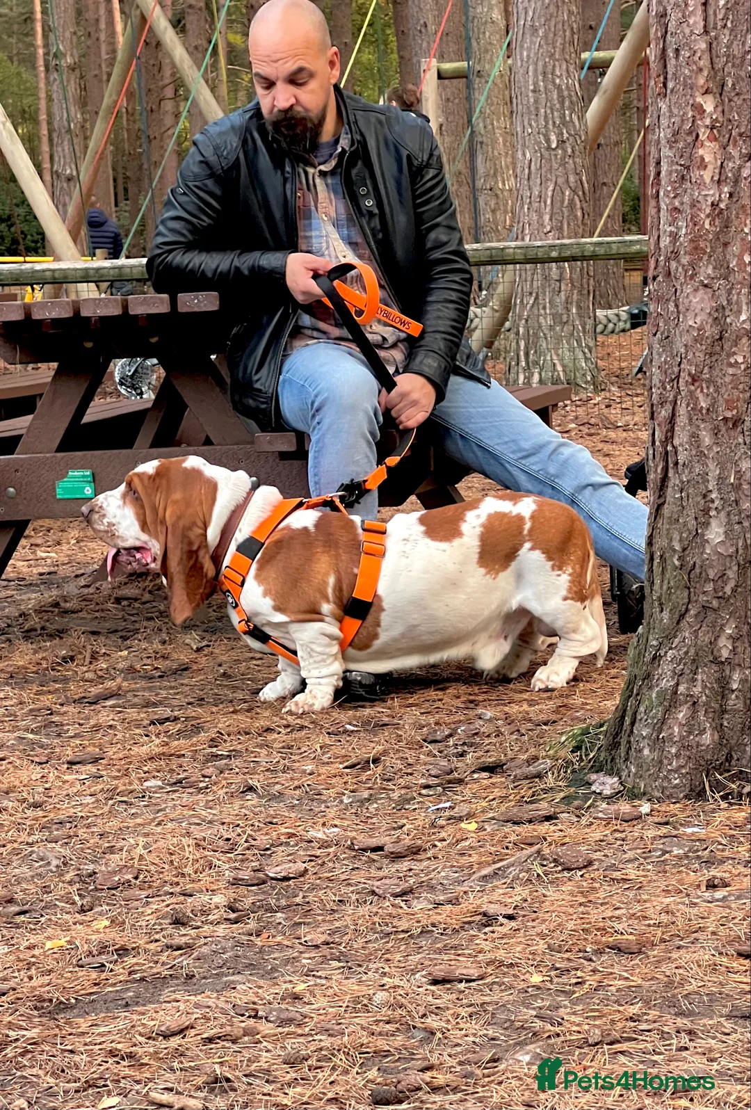 Basset Hound dogs for sale: Two Bassett hound  - Advert 2