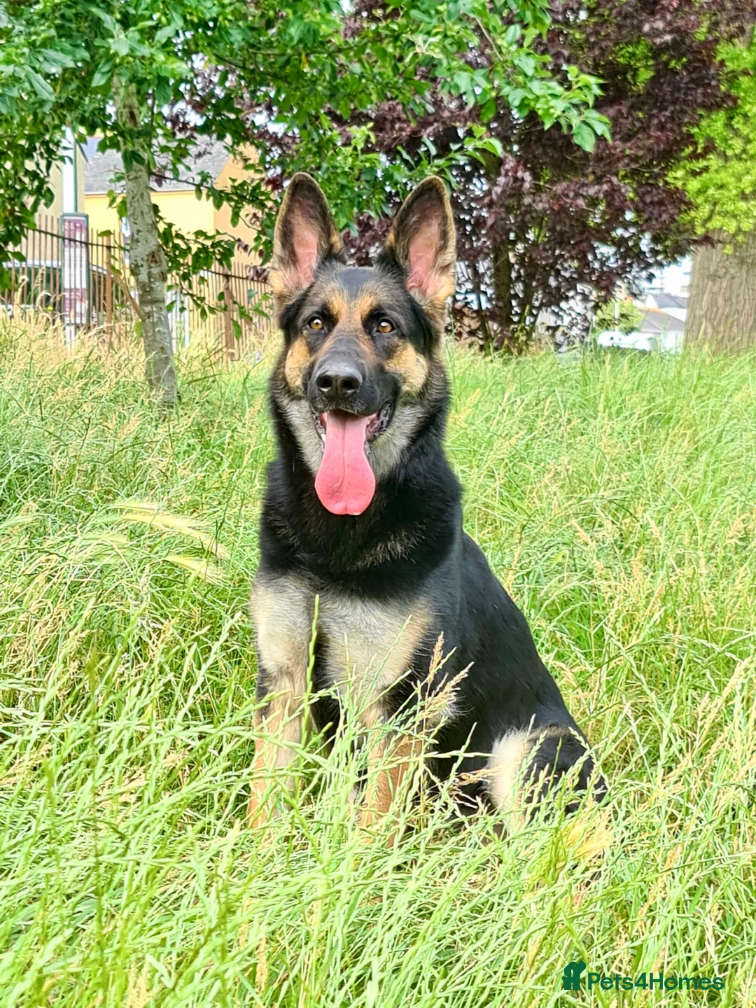 German Shepherd dogs for sale: German Shepherd – 5 Years Old–KC Reg,Straight Back - Advert 2