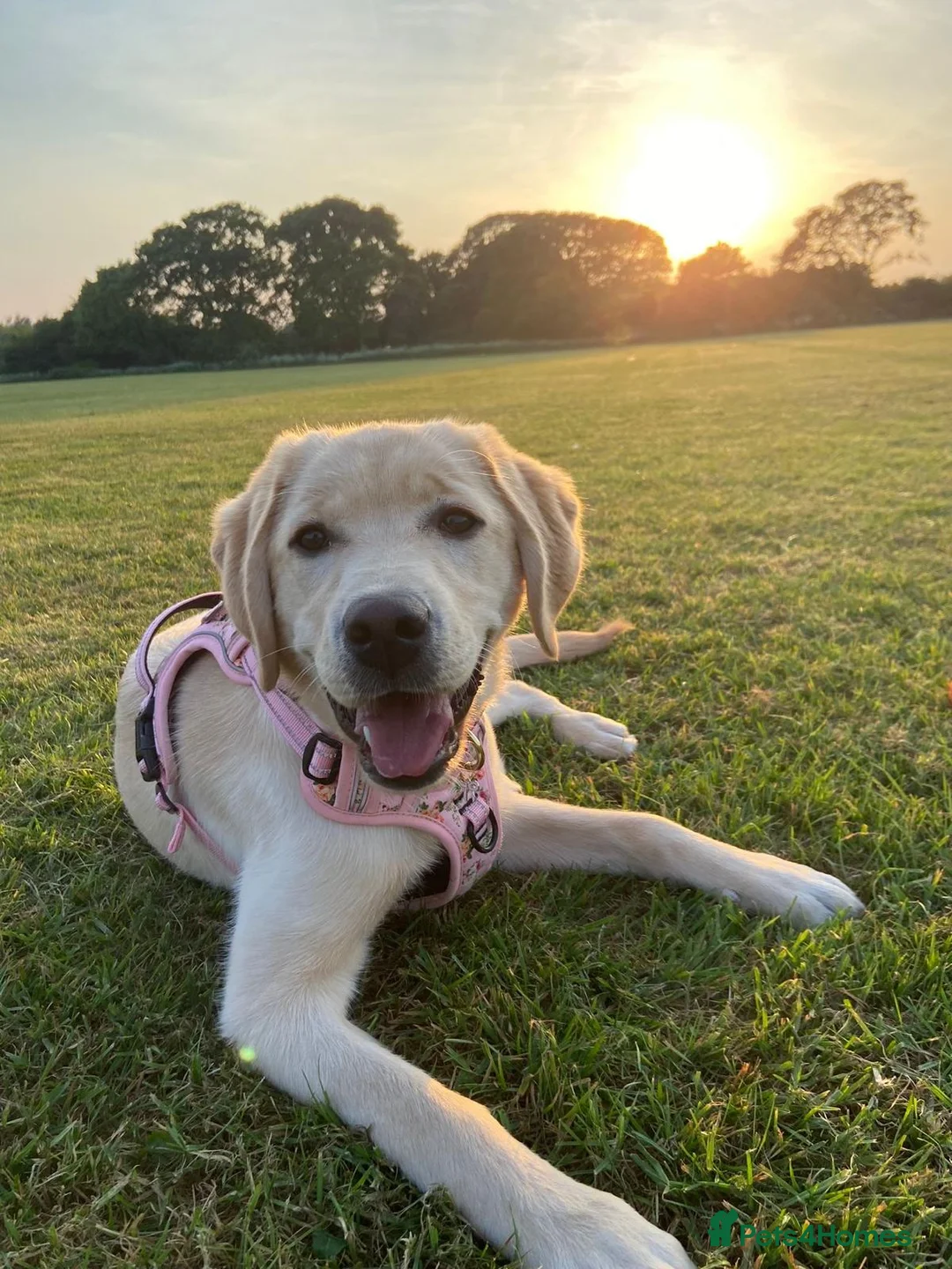 Labrador Retriever dogs for sale: Six month old Labrador Retriever  - Advert 2