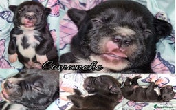 Staffordshire Bull Terrier dogs for sale: Are You Ready To Meet Your New Bestfriend? 🐾 - Image 9