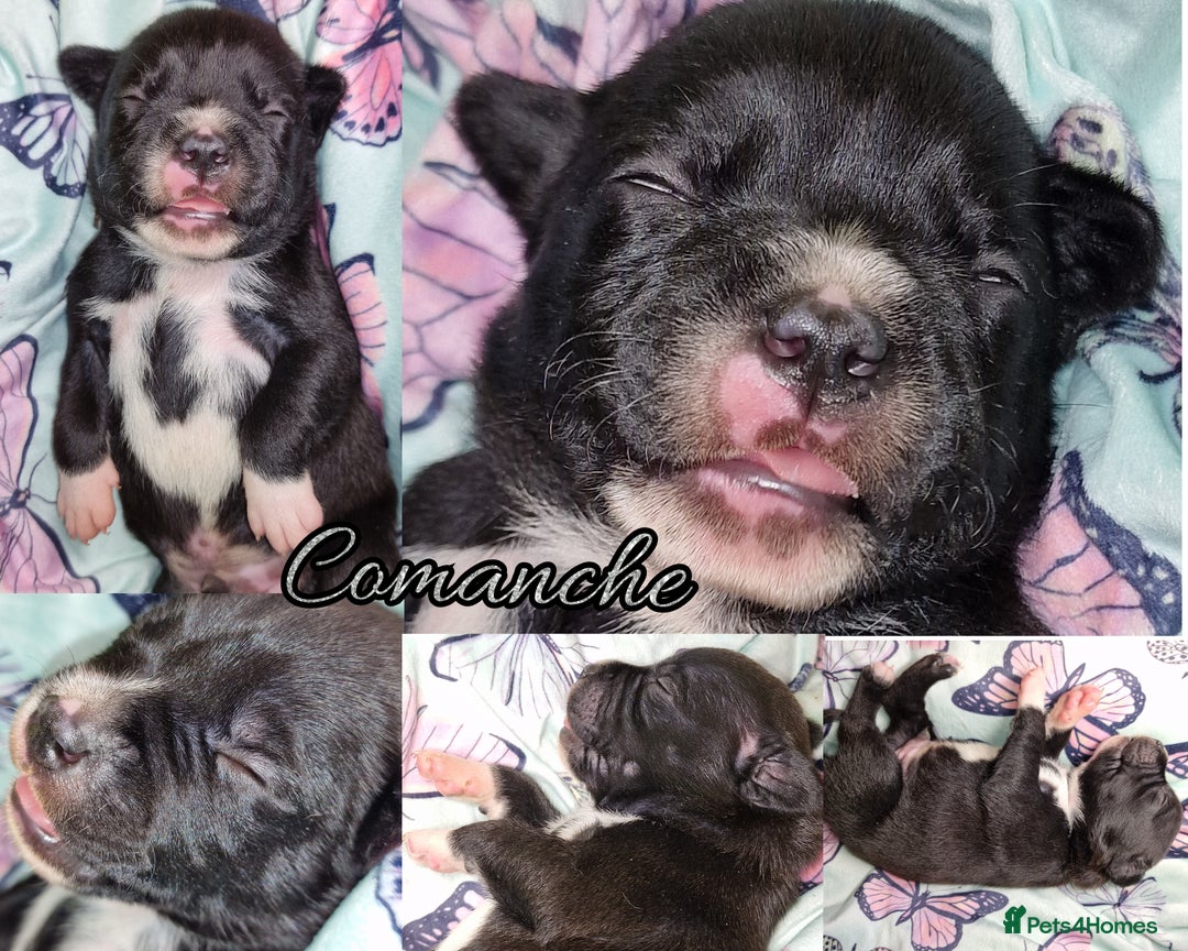 Staffordshire Bull Terrier dogs for sale: Are You Ready To Meet Your New Bestfriend? 🐾 - Image 9