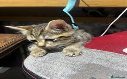 Domestic Shorthair cats for sale: Tiger girl  - Image 5