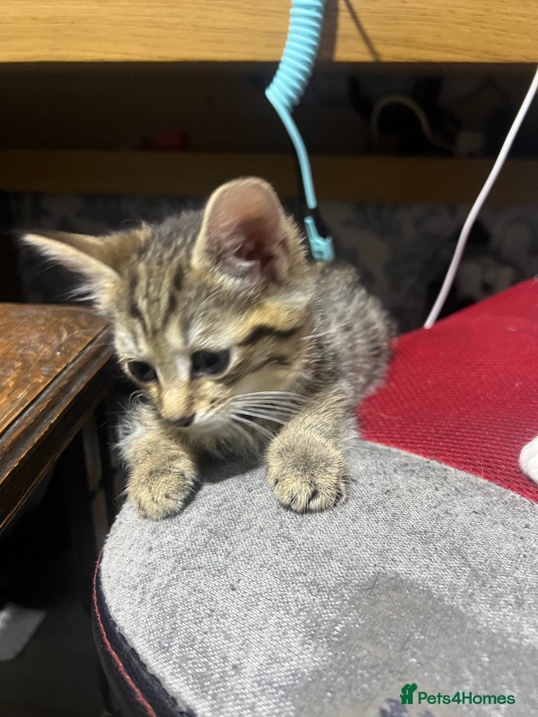 Domestic Shorthair cats for sale: Tiger girl  - Image 5