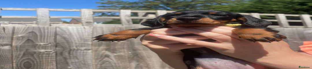 Poppy - Black and Tan 