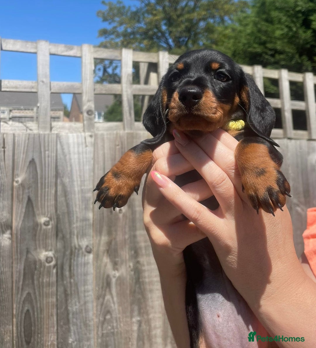 Miniature Dachshund dogs for sale: Beautiful Miniature Daschunds  - Image 36