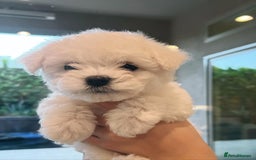Bichon Frise dogs for sale: Lovely Bichon Frise for sale  - Image 4