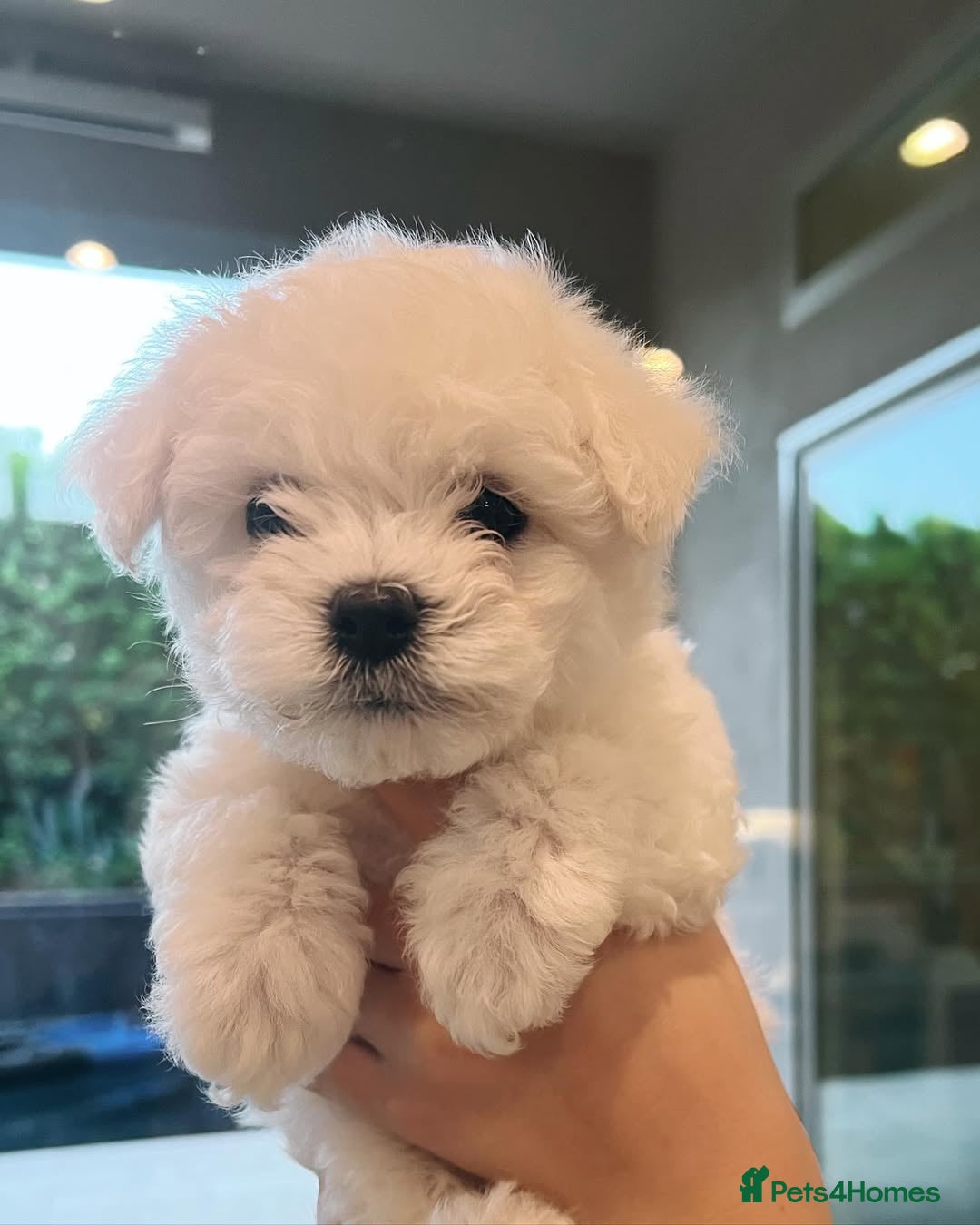 Bichon Frise dogs for sale: Lovely Bichon Frise for sale  - Image 4