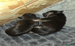 French Bulldog dogs for sale: 5 beautiful male french bulldog puppies  - Image 21