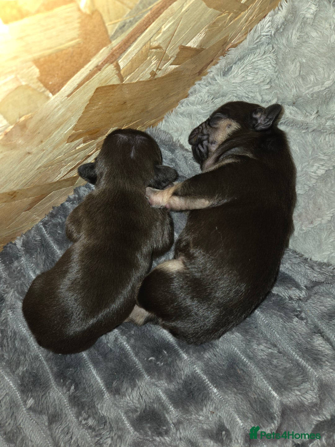 French Bulldog dogs for sale: 5 beautiful male french bulldog puppies  - Image 21