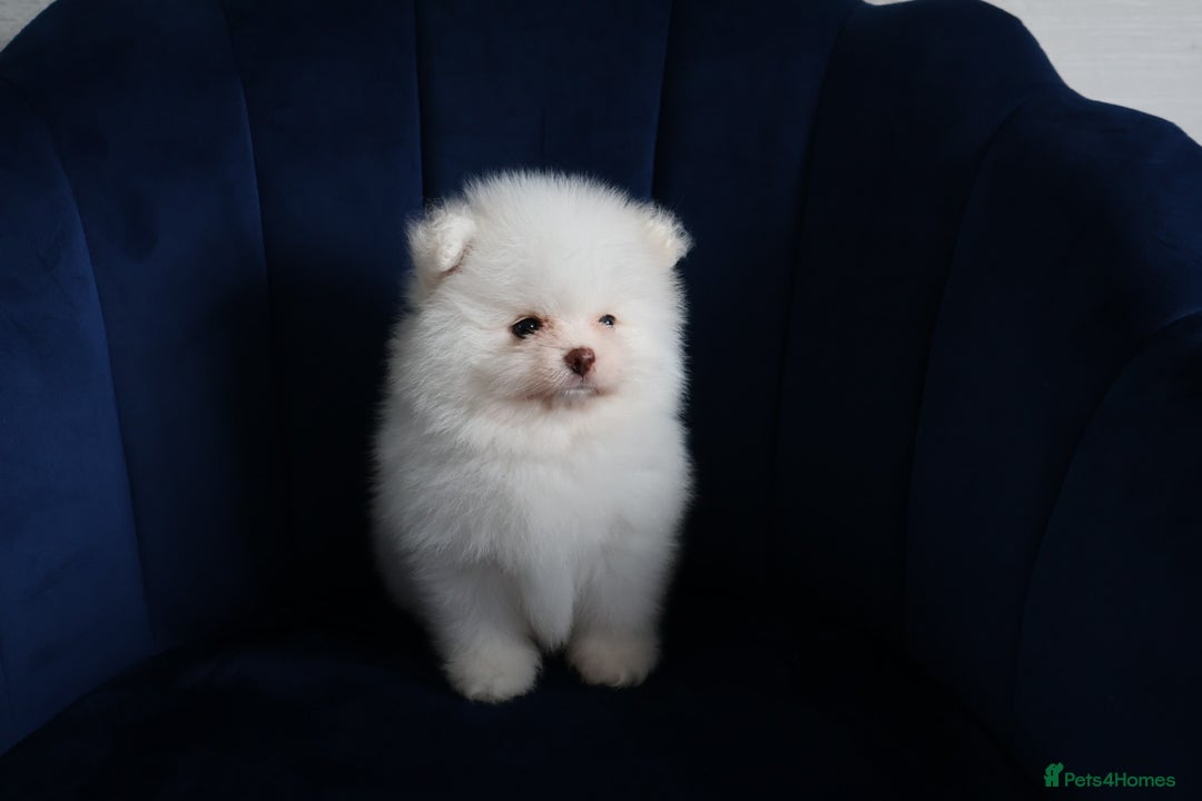 Pomeranian dogs for sale: READY NOW-REDUCED!! TRUE TEDDY BEAR POMERANIAN - Image 23