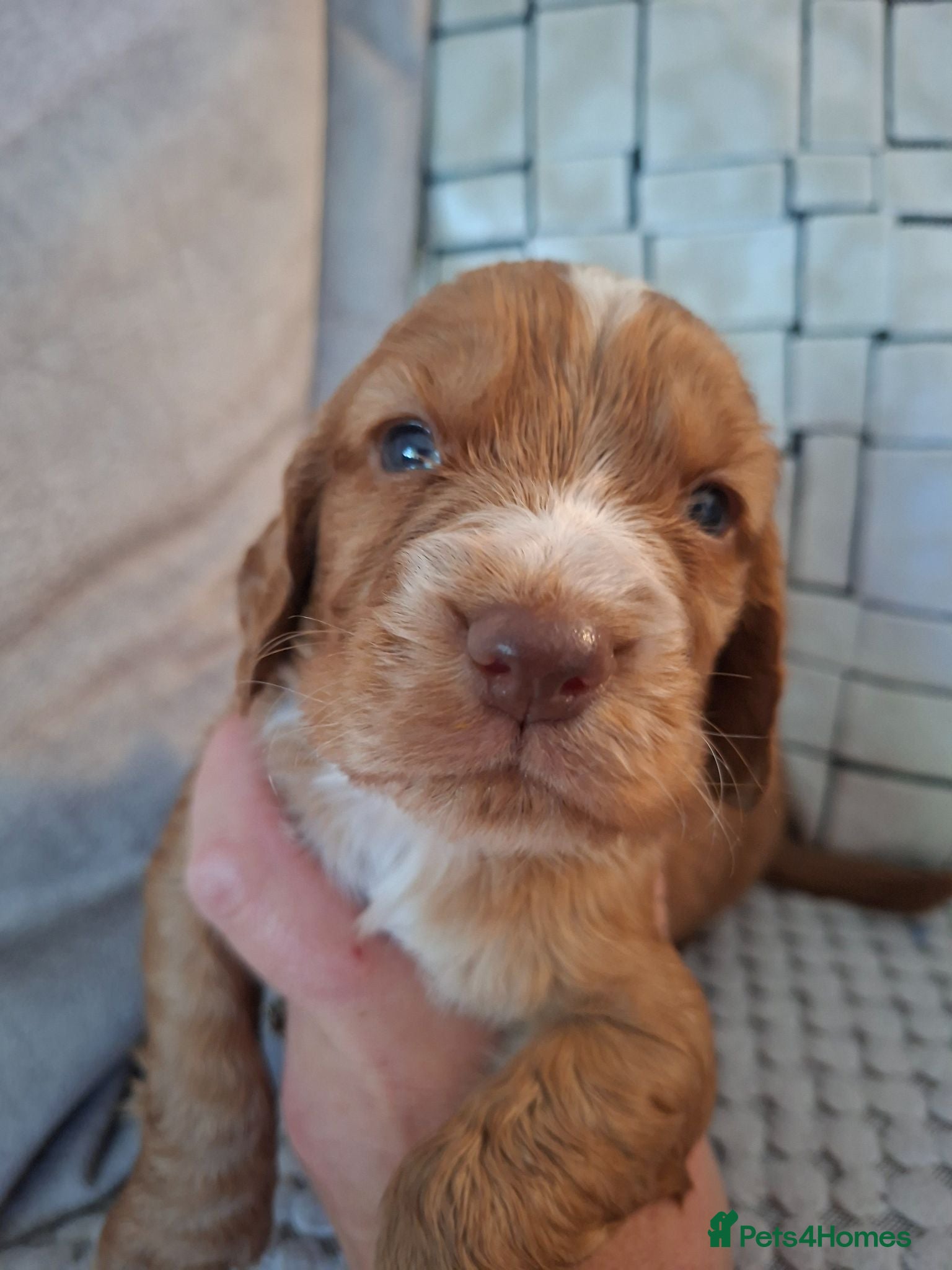 Cocker Spaniel dogs Cocker spaniel puppies  - Advert 14