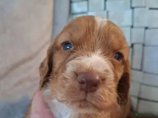 Cocker Spaniel dogs Cocker spaniel puppies - Advert 14