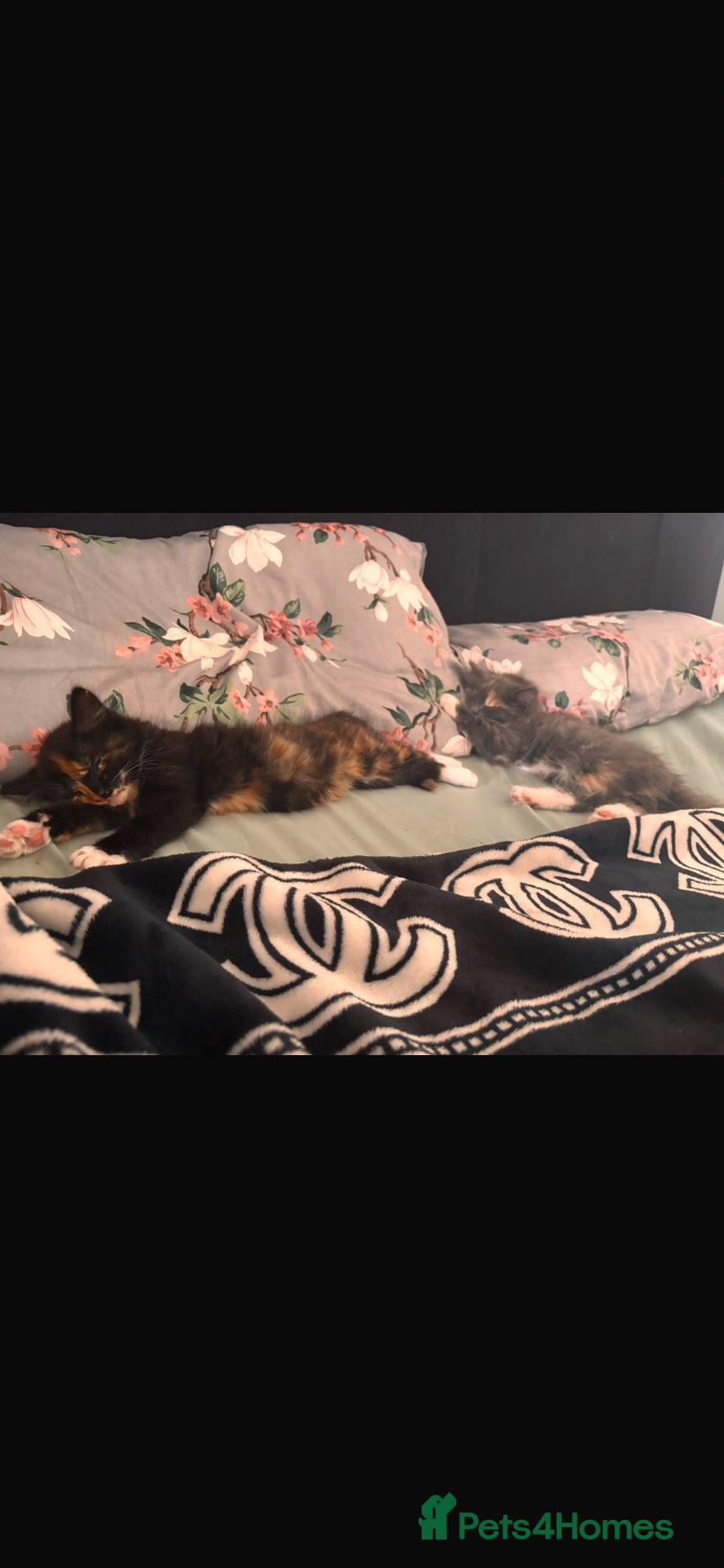 British Shorthair cats 2 loving girl kittens - Advert 7