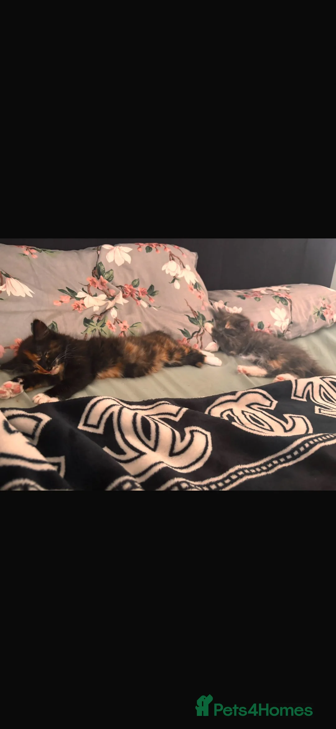 British Shorthair cats for sale: 2 loving girl kittens in Andover - Advert 1
