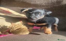 Jack Russell dogs for sale: *last girl* Jack Russell Black and Tan Bitch  - Image 5