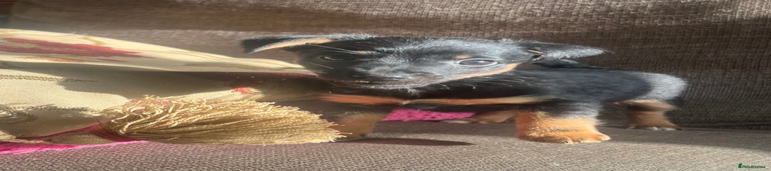 Jack Russell Puppy 2