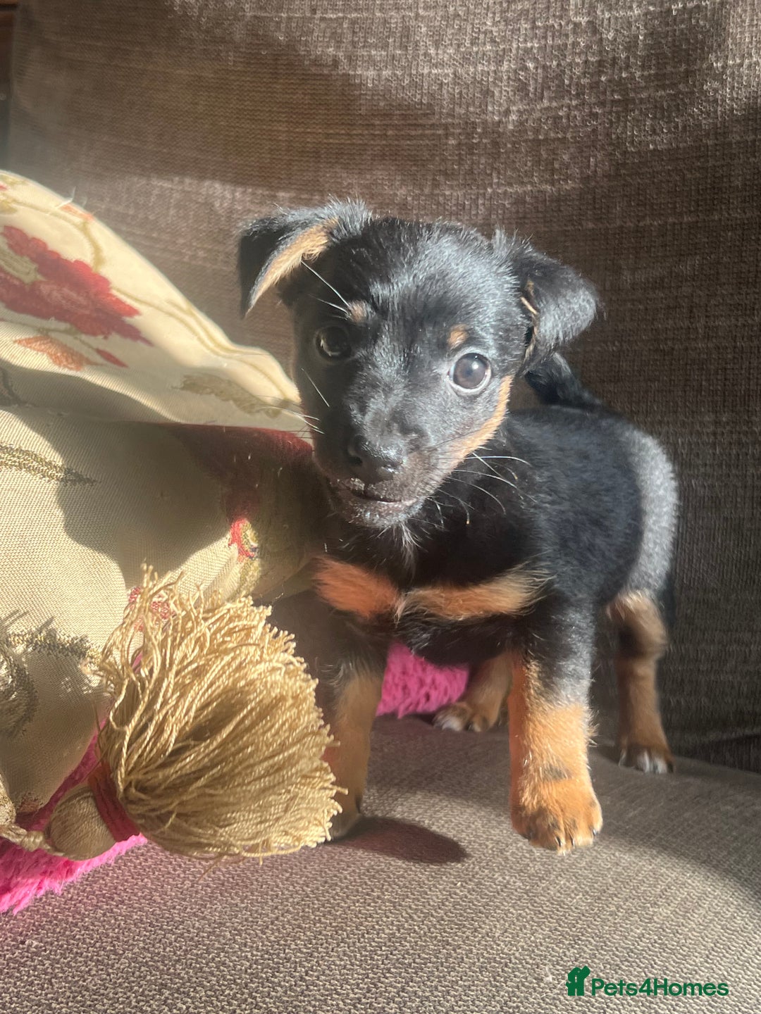 Jack Russell dogs for sale: *last girl* Jack Russell Black and Tan Bitch  - Image 5