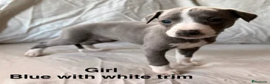 Whippet Puppy 7