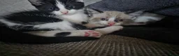 Ragdoll cats for sale: Mixed breed ragdolls.  - Advert 14