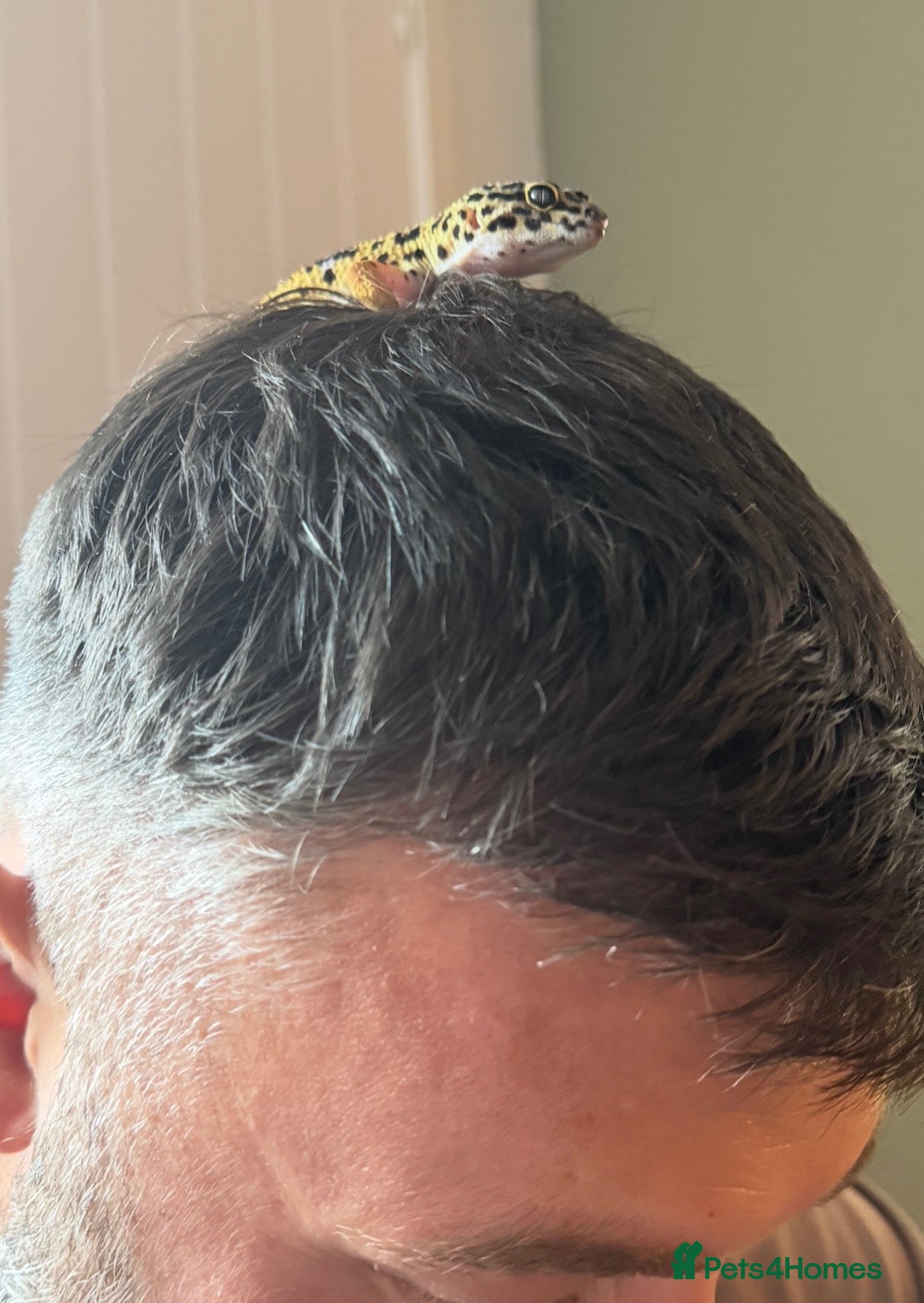 Leopard Gecko reptiles for sale: 10 month old Leopard Geko  - Advert 2