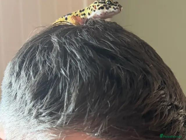 Leopard Gecko reptiles for sale: 10 month old Leopard Geko - Advert 2