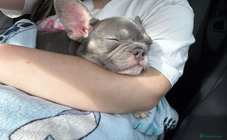 French Bulldog dogs - Advert 3