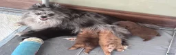 Pomeranian dogs for sale: Cream Pomeranian Boy  - Advert 2