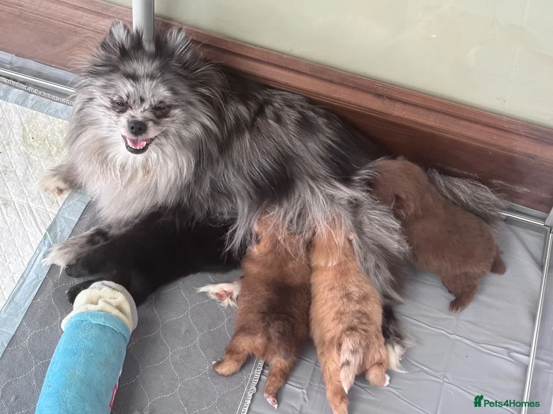 Pomeranian dogs for sale: Cream Pomeranian Boy  - Advert 2