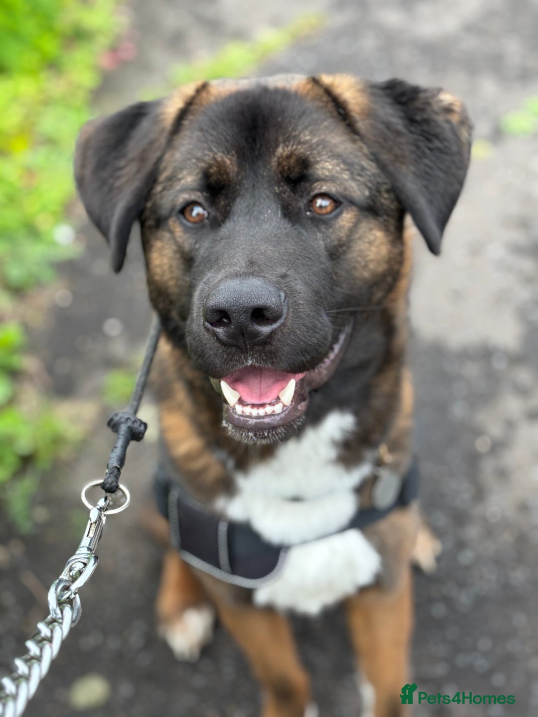 Akita dogs for stud: Tibetan Mastiff X American Akita for Stud - Image 3
