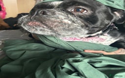 Olde English Bulldogge dogs for sale: Willow (3yrs old) Olde English bulldog  - Image 2