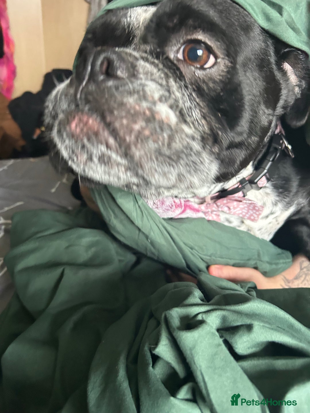 Olde English Bulldogge dogs for sale: Willow (3yrs old) Olde English bulldog  - Image 2
