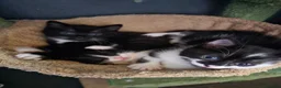 Mixed Breed cats for sale: Male kitten  - Advert 9