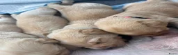 Labrador Retriever dogs for sale: Beautiful Labrador Puppies in Leeds - Advert 7