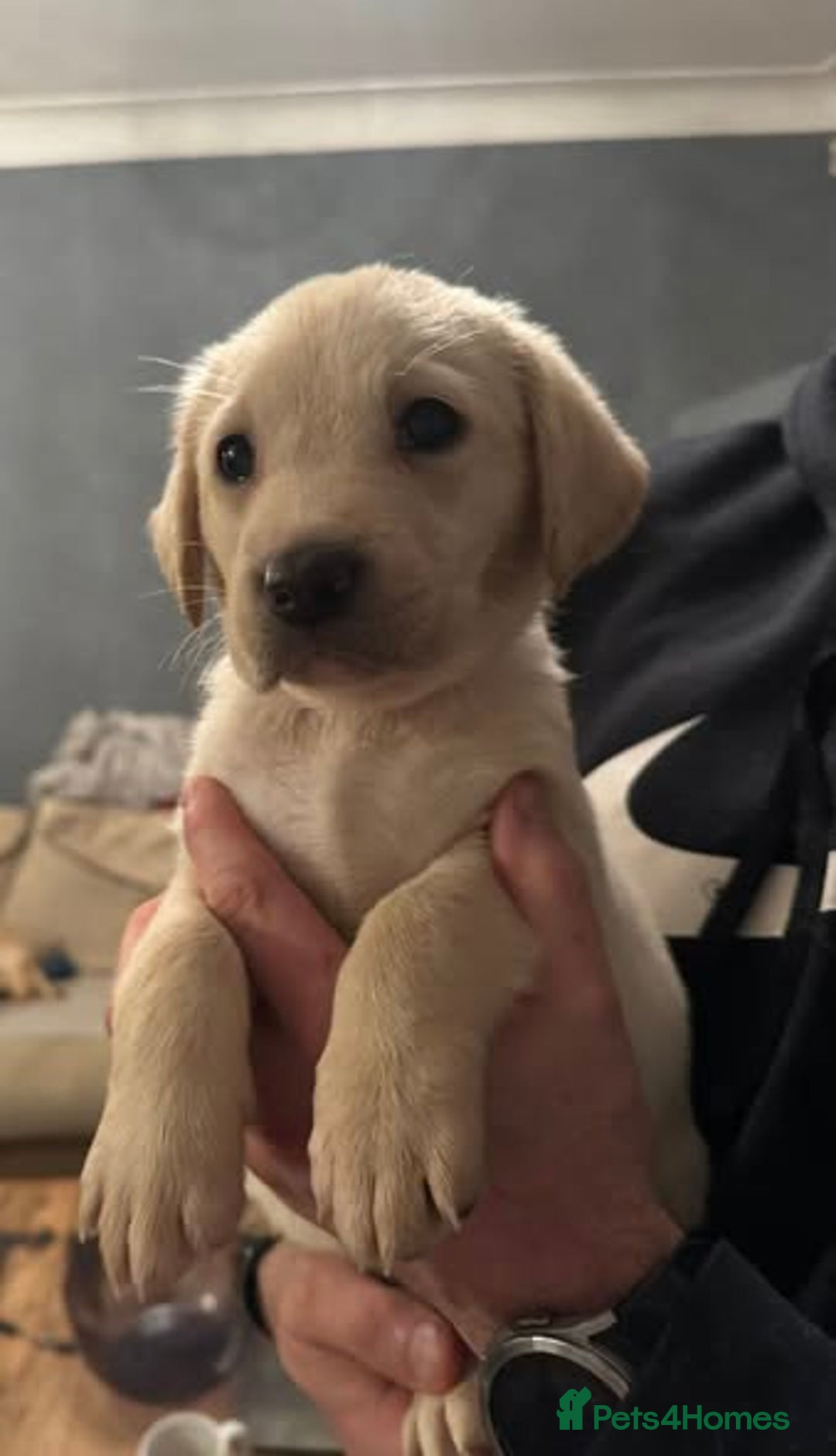 Labrador Retriever dogs for sale: KC registered Labrador puppies needing new homes - Advert 7