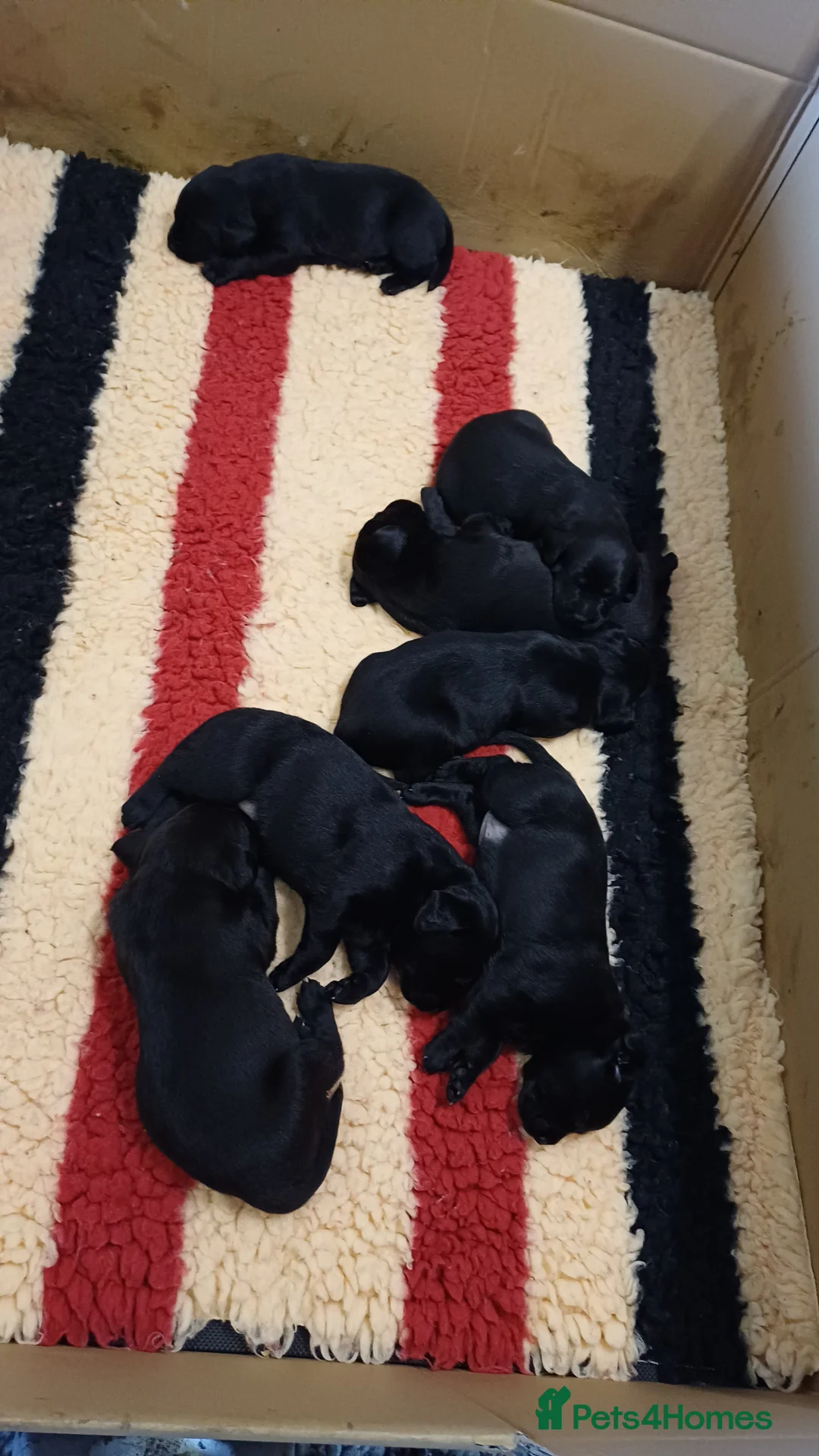 Labrador Retriever dogs for sale: BLACK LABRADOR DOG PUPPY FOR SALE  - Advert 4